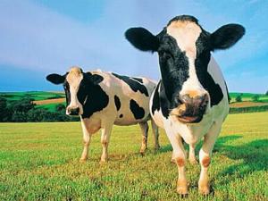 奶?？贵w有助開發(fā)疾病新療法-奶?？贵w的作用