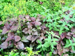 研究發現青紫蘇可以預防衰老