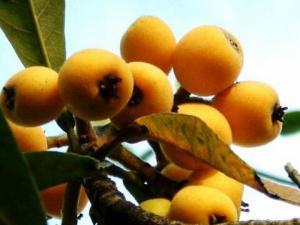 枇杷果有什么功效?枇杷果止咳最好