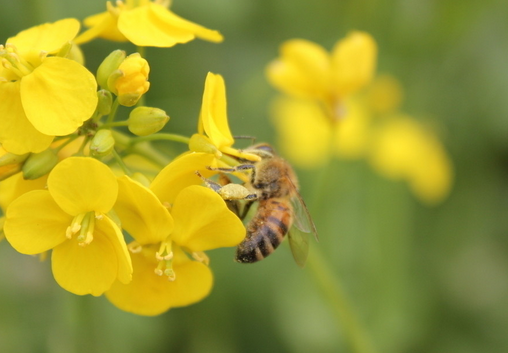 胃不好的人能吃蜂蜜嗎?胃病患者怎么吃蜂蜜?