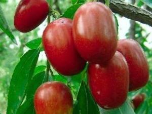 紅棗吃多了會怎么樣?紅棗吃多了好嗎