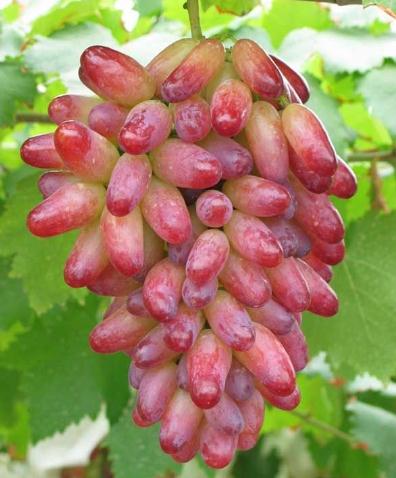 ���ӳԶ��˺ò��ã������ӕ��ϻ���