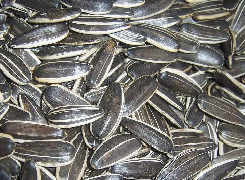 瓜子吃多了對身體好嗎?瓜子吃多了有哪些危害