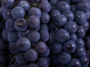 晚上吃葡萄會發胖嗎?多吃葡萄會長胖嗎