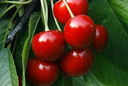 四月春天時令水果:櫻桃的營養(yǎng)價值