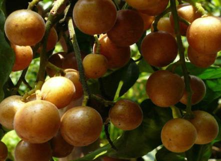 黃皮果怎么吃?黃皮果的食用禁忌