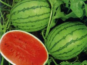 吃西瓜會上火嗎?吃西瓜會發胖嗎