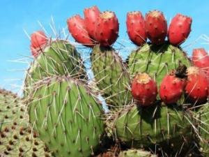 ?仙人掌果怎么吃?吃仙人掌果的食用禁忌