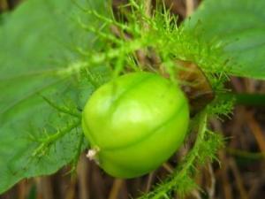 龍珠果怎么吃？吃龍珠果的注意事項(xiàng)