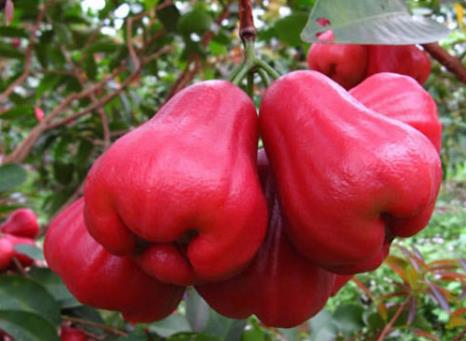 水蒲桃怎么吃?吃水蒲桃的注意事項(xiàng)