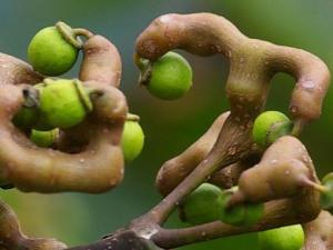 拐棗怎么吃?吃拐棗的注意事項