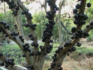 嘉寶果怎么吃?吃嘉寶果的食用禁忌