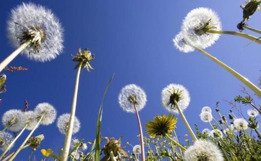 蒲公英和什么搭配好?蒲公英有哪些作用?
