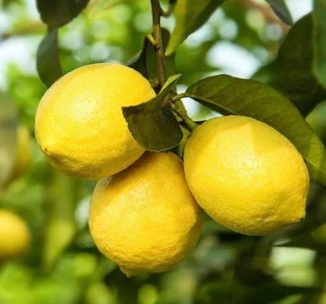 檸檬皮厚的好還是皮薄的好?糖漬檸檬皮的做法是什么?