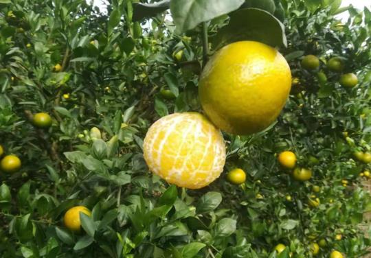 皇帝柑買黃的還是青的?皇帝柑吃多了會變黃嗎?