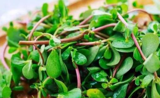 馬齒莧是什么?馬齒莧有哪些營養價值?