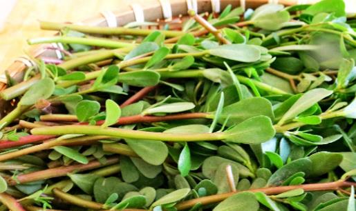 馬齒莧是什么?馬齒莧有哪些營養價值?