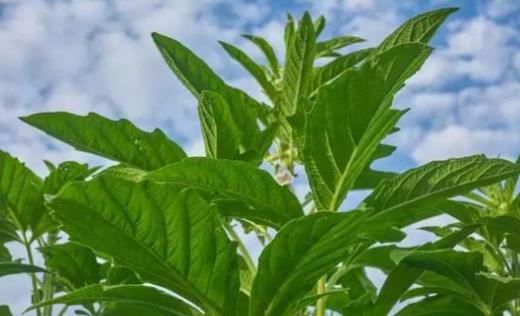 芝麻葉有哪些營養價值?芝麻葉有哪些作用?