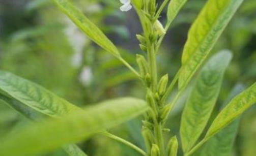 芝麻葉有哪些營養價值?芝麻葉有哪些作用?