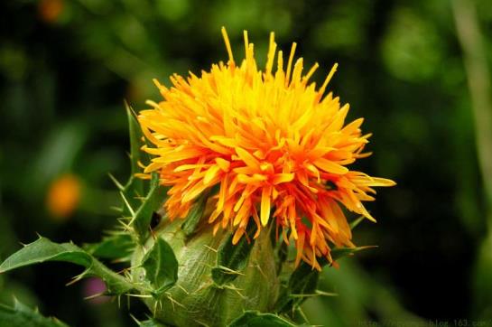 川紅花和藏紅花有什么區別?吃川紅花有什么副作用嗎?