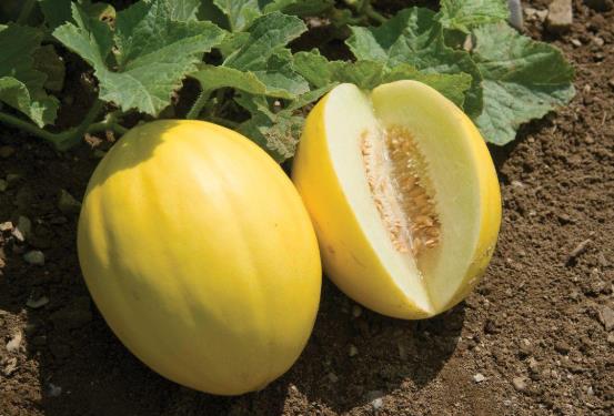 吃甜瓜舌頭疼是怎么回事?為什么吃完甜瓜感覺舌頭不舒服?