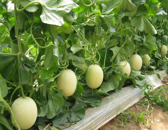 吃甜瓜舌頭疼是怎么回事?為什么吃完甜瓜感覺舌頭不舒服?