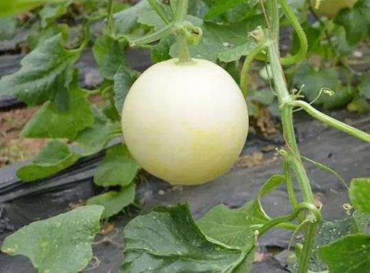 吃甜瓜舌頭疼是怎么回事?為什么吃完甜瓜感覺舌頭不舒服?