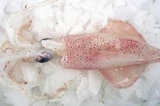 魷魚(yú)屬于發(fā)物嗎?哪些人不宜吃魷魚(yú)?