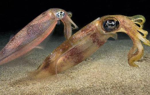 魷魚(yú)屬于發(fā)物嗎?哪些人不宜吃魷魚(yú)?