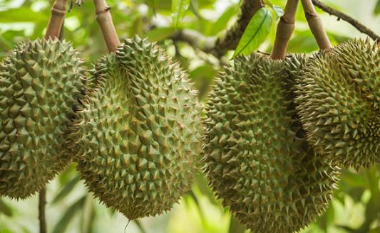 凍榴蓮直接吃還是解凍了再吃 凍榴蓮怎樣快速解凍