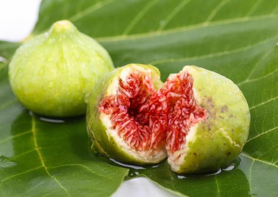 無花果葉治痔瘡真的有效嗎?孕婦能不能吃無花果?