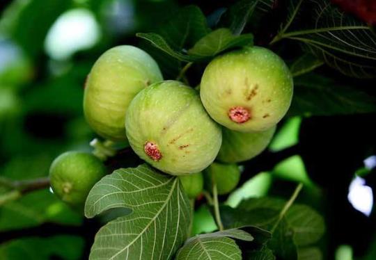 無花果葉治痔瘡真的有效嗎?孕婦能不能吃無花果?