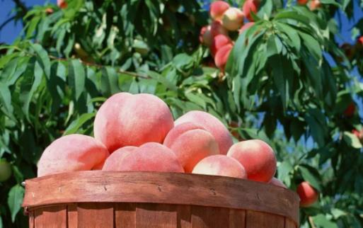 便秘了吃桃子有緩解作用嗎?吃桃子有哪些好處?