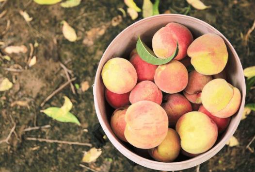 便秘了吃桃子有緩解作用嗎?吃桃子有哪些好處?