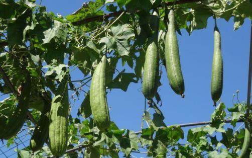 吃絲瓜下奶需要削皮嗎 絲瓜如何吃下奶