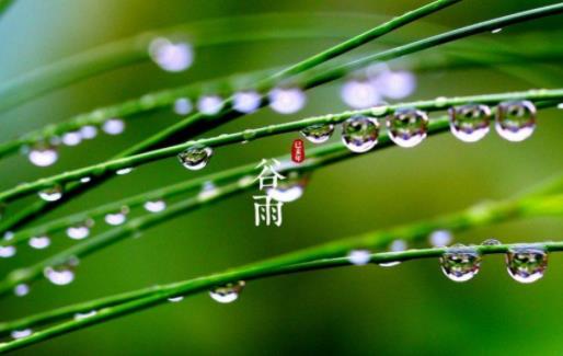 谷雨吃什么食物養生 谷雨節氣做什么