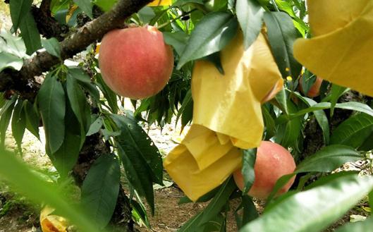 桃子不甜用什么方法能使桃子甜 桃子吃多了肚子疼怎么辦