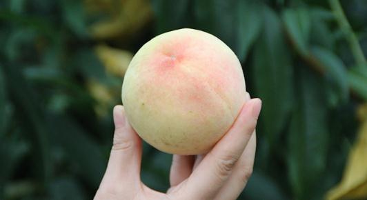 桃子不甜用什么方法能使桃子甜 桃子吃多了肚子疼怎么辦