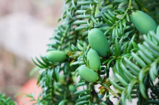 孕婦可以吃香榧嗎?吃香榧會引起流產嗎?