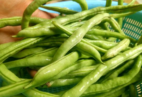為什么四季豆焯水后還要用涼水泡一遍?四季豆有銹斑可以吃嗎?