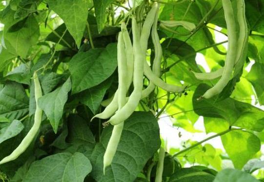 四季豆為什么要焯水?四季豆生銹斑是怎么回事?