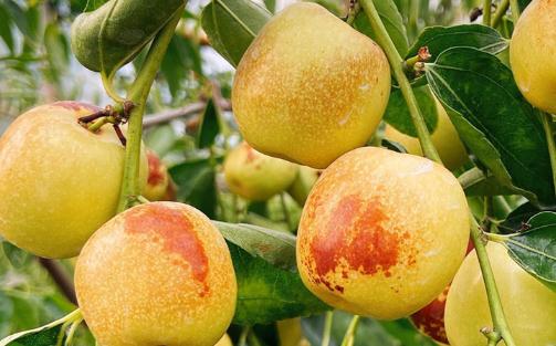 冬棗每天吃幾顆比較好吃 冬棗拉肚子怎么辦