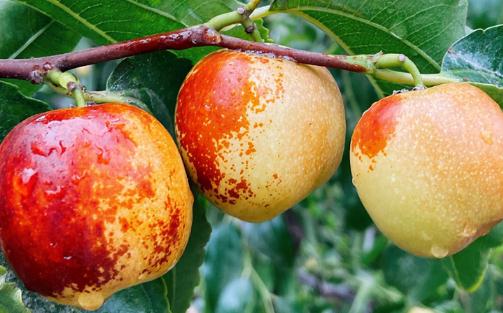 冬棗每天吃幾顆比較好吃 冬棗拉肚子怎么辦