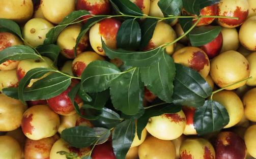 冬棗每天吃幾顆比較好吃 冬棗拉肚子怎么辦