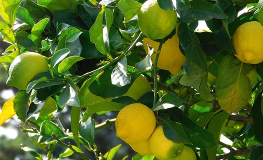 一天吃幾個檸檬可以變白 檸檬什么時候吃最美白