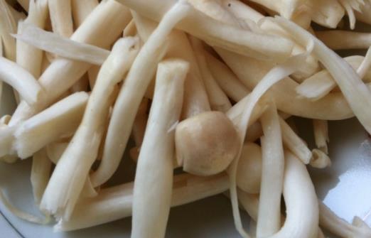 經期可以吃海鮮菇嗎?海鮮菇不宜和什么一起吃?