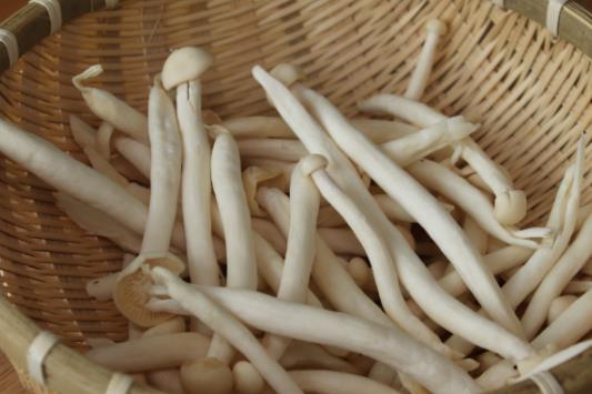 經期可以吃海鮮菇嗎?海鮮菇不宜和什么一起吃?