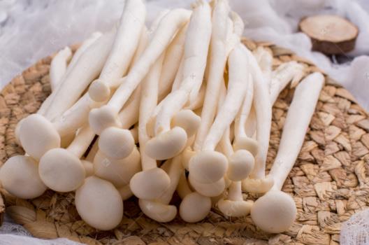 海鮮菇和白玉菇有哪些區別?孕婦可以吃白玉菇嗎?