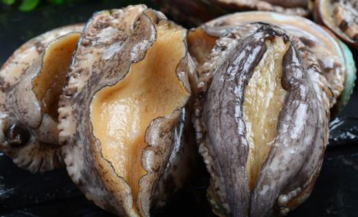 新鮮鮑魚怎樣保存時間長 如何判斷鮑魚死了