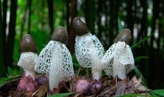 產婦可以吃竹蓀嗎?什么樣的竹蓀不能吃?